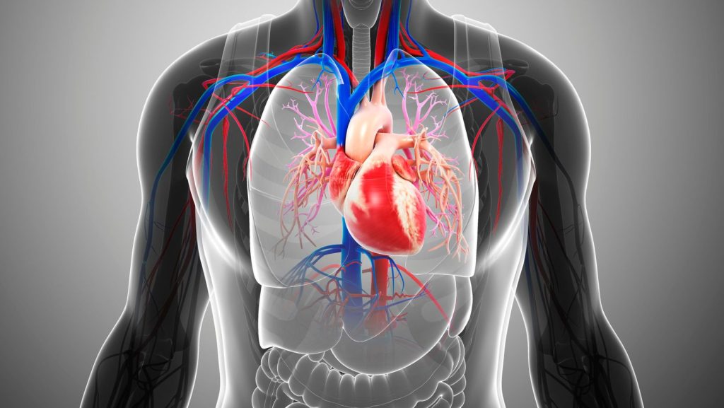 American Heart Month: Prioritize Your Cardiovascular Health